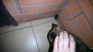 Кошка и мышка