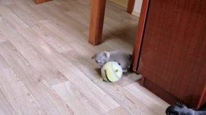 Лиловая чихуашка