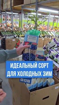 Этот сорт черники переживет даже холодную зиму!