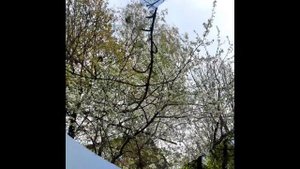 Весна прекрасная цвела.mp4