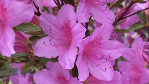 Доктор, пропишите мне весну.