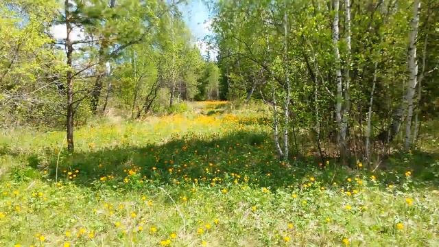 Природа сибири смотреть онлайн