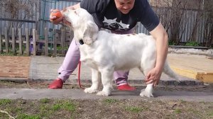 Кламбер спаниель Авиор'с Блэйз Звезда Моя
