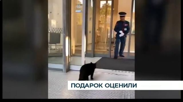 Японские котаны в янтарных ошейниках смотреть онлайн