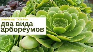 №226 Два вида зеленых эониумов арбореум