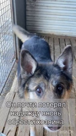 🆘🆘🆘 НЕ ДАЙТЕ ОСКАРУ УГАСНУТЬ ❣️