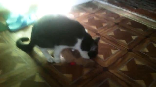 кот извращенец смотреть онлайн