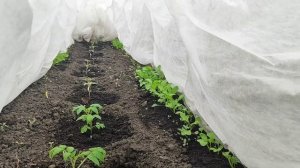 НА ЗАВТРАК ГОТОВЛЮ ЗАПЕКАНКУ, КАШУ 🍳/ ПОСЛЕ ЗАВТРАКА В ОГОРОД