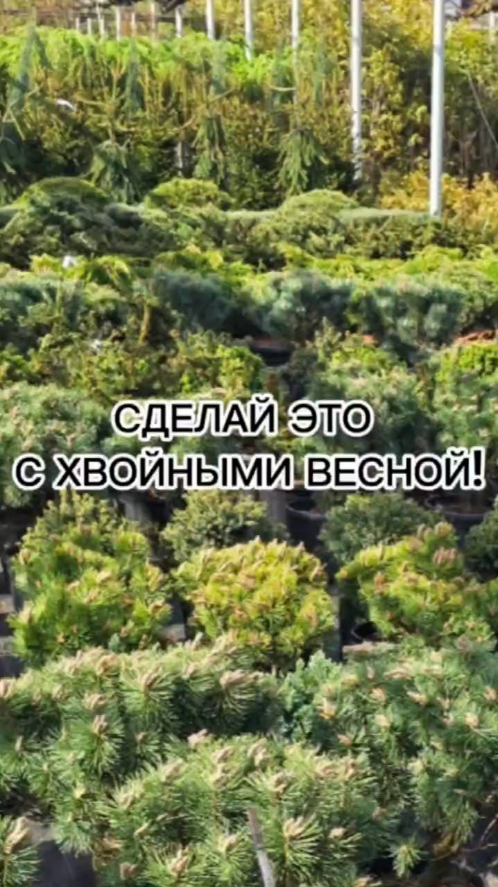 Что нужно сделать с хвойными весной. ОБЯЗАТЕЛЬНО!