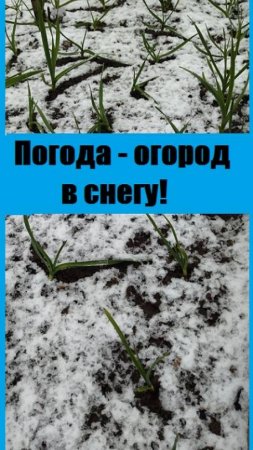 Погода в Пермском крае сегодня - снег и ветер!