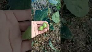 Плодоношение фундука на второй год посадки