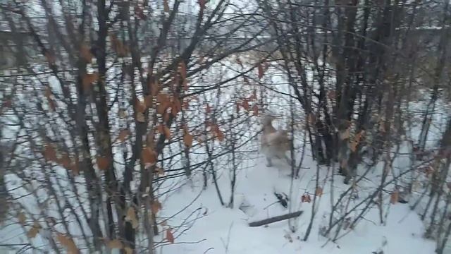 Снег - снежок пошёл 18 декабря 20. Адамовка.