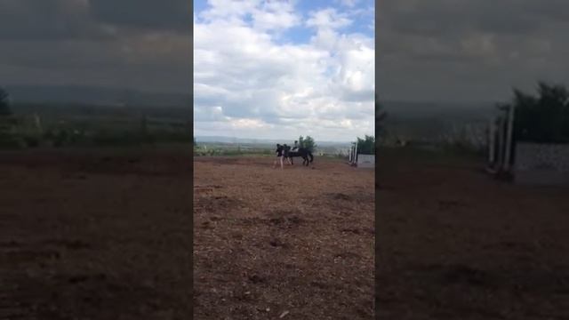 Осваиваем езду рысью смотреть онлайн