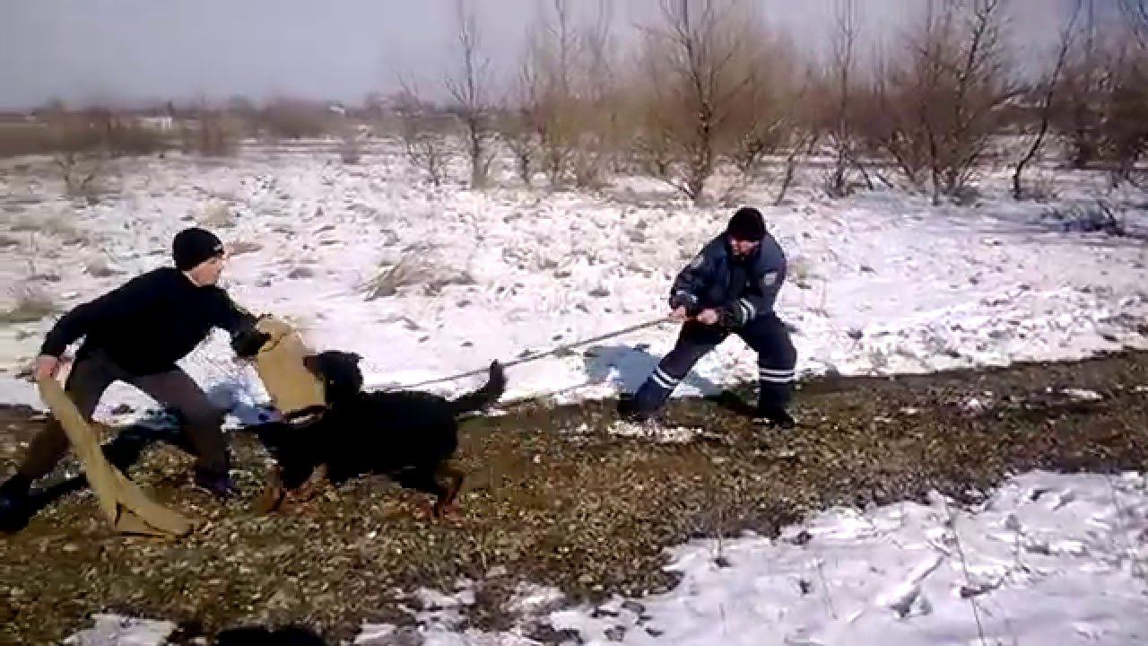 ротвейлер охрана нкд