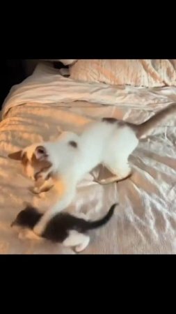 Котики (33)
