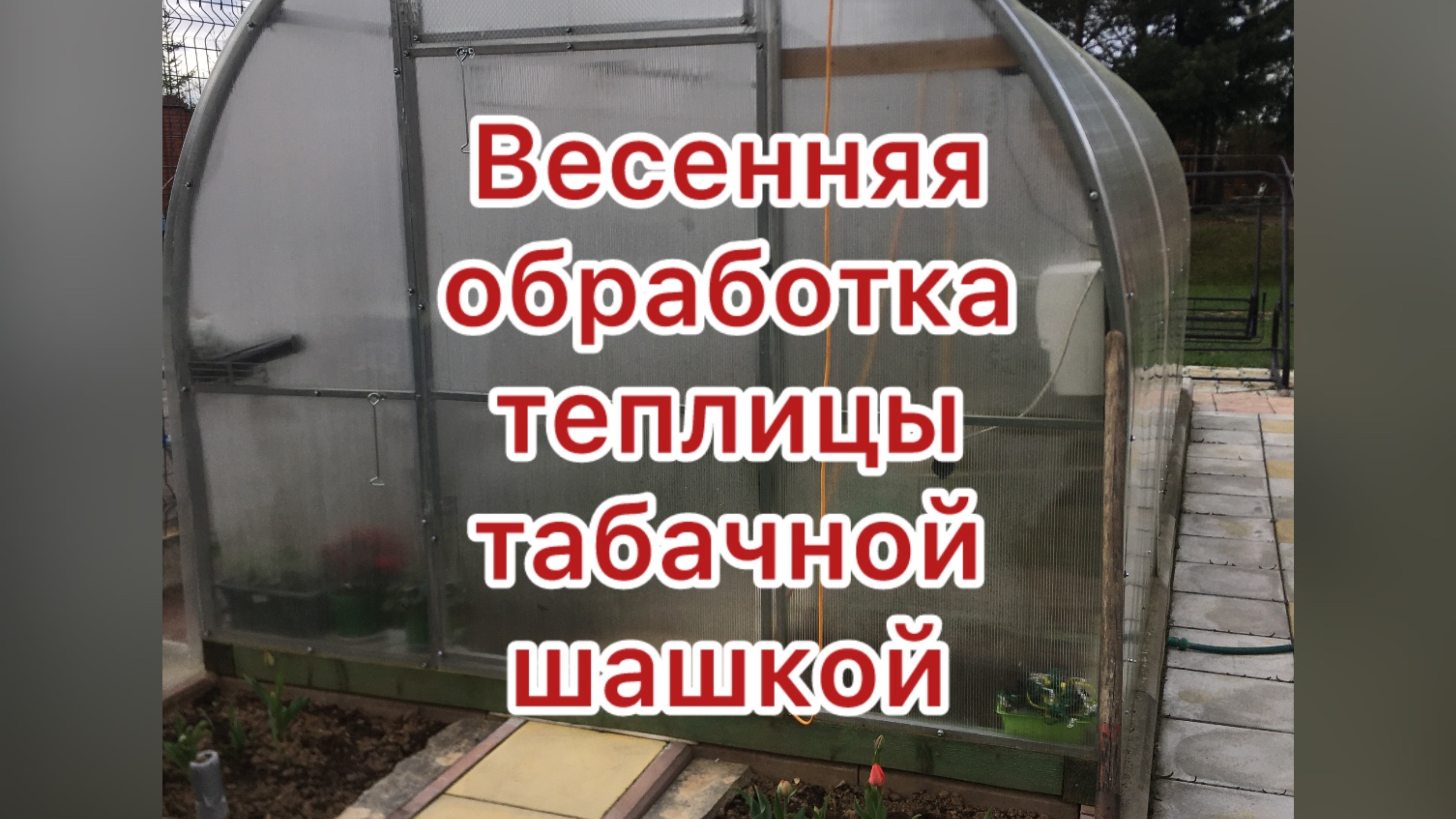 табачная шашка лучшее средство для сезонной обработки теплицы.