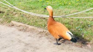 «Аптекарский огород» Ботанический сад МГУ г.Москва