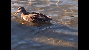 Воронежское море во всей красе. Район парка алые паруса