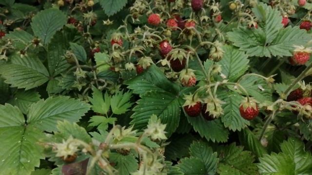 Лето 2024 смотреть онлайн