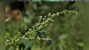 ЛЕБЕДА (ATRIPLEX)
