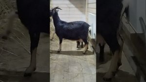 В продаже камерунский козлик с документами