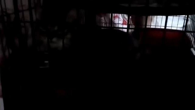 Наша живность смотреть онлайн