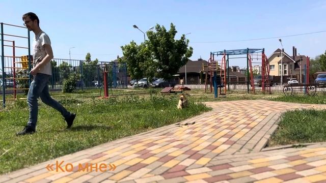 Шпиц Миша 3 года смотреть онлайн