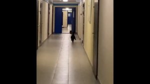 16 минут самых смешных видео с кошками