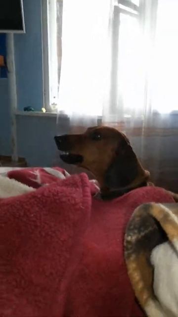 Дразним собаку