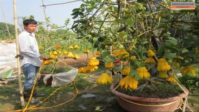 Modern Agriculture Technology: Strange Fruit - Buddha's Hand