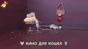 Видео для кошек про крысок развлекать питомцев 🐭🐀😂 (65)