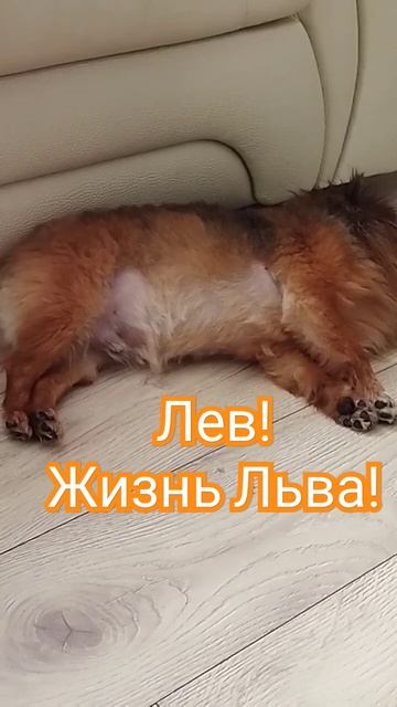Жизнь и кайф Льва! 😊 #видеоссобаками #шпиц #лева #почемусобака #животный