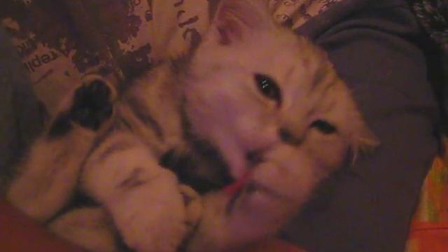 Снежок вылизывается перед сном смотреть онлайн