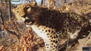 Дальневосточный леопард научился жить в снегах
