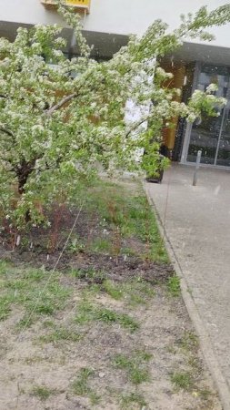 снег пошел в Подмосковье