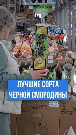 Лучшие сорта черной смородины с КРУПНЫМИ ягодами.