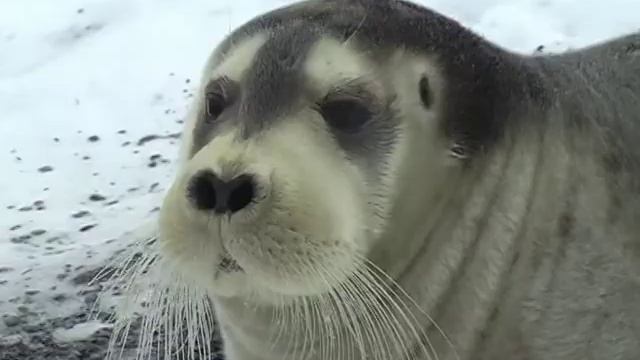 Крайний СеверF смотреть онлайн