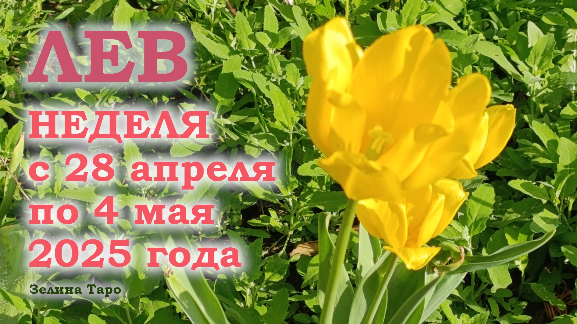 ЛЕВ | ТАРО прогноз на неделю с 28 апреля по 4 мая 2025 года