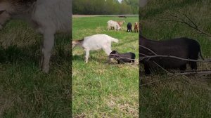 Свинья которая не знает, что она свинья .