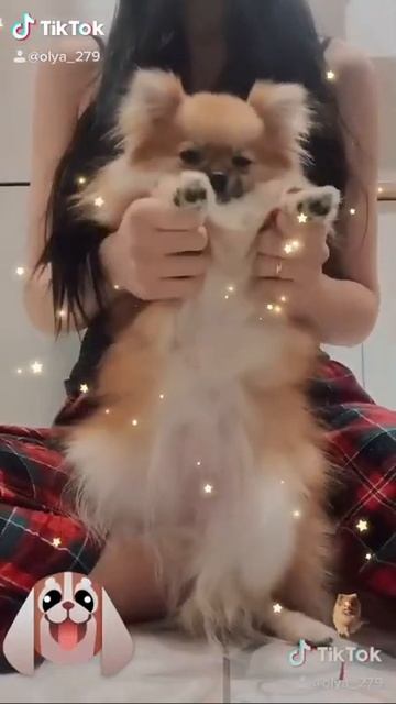 Померанский шпиц. Аминка ❤️ смотреть онлайн