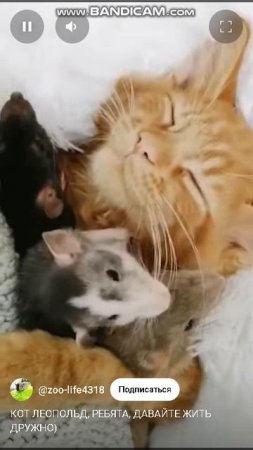 КОТ ЛЕОПОЛЬД, РЕБЯТА, ДАВАЙТЕ ЖИТЬ ДРУЖНО)