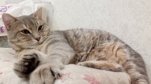 деревенский кот отдыхает, счастливая жизнь в деревне