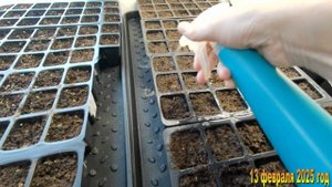 7 соток. Как не залить рассаду. 13 февраля 2025 год-