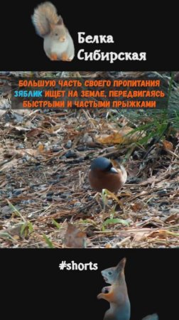 Зяблик ищет еду на земле