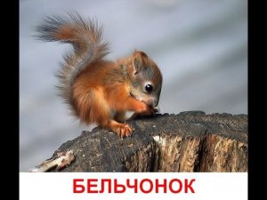 Дикие животные и их детеныши. Развивающий мультик для детей от года
