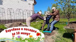 Выкорчевываем абрикос и сажаем алычу!