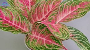 Аглаонема Маханакхон