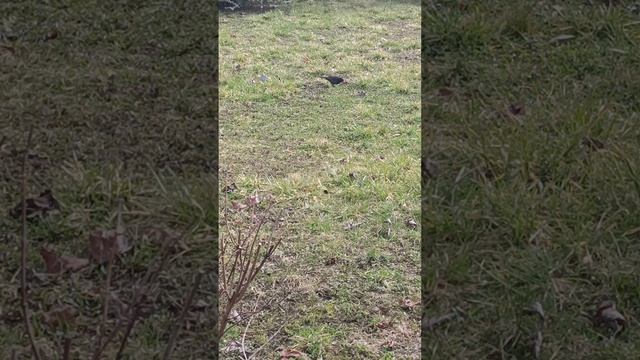 1000324121.mp4НАЛЬЧИК 24.03.24. сан ЦЕЛЕБНЫЕ ВОДЫ.