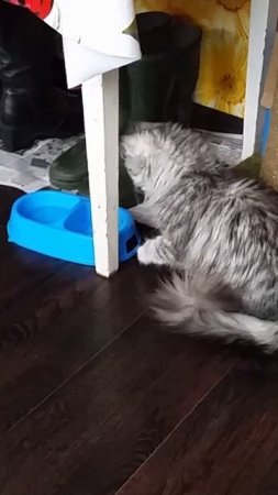 Чего он хочет