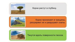 Урок сельскохозяйственного труда "Виды корней и типы корневых систем"